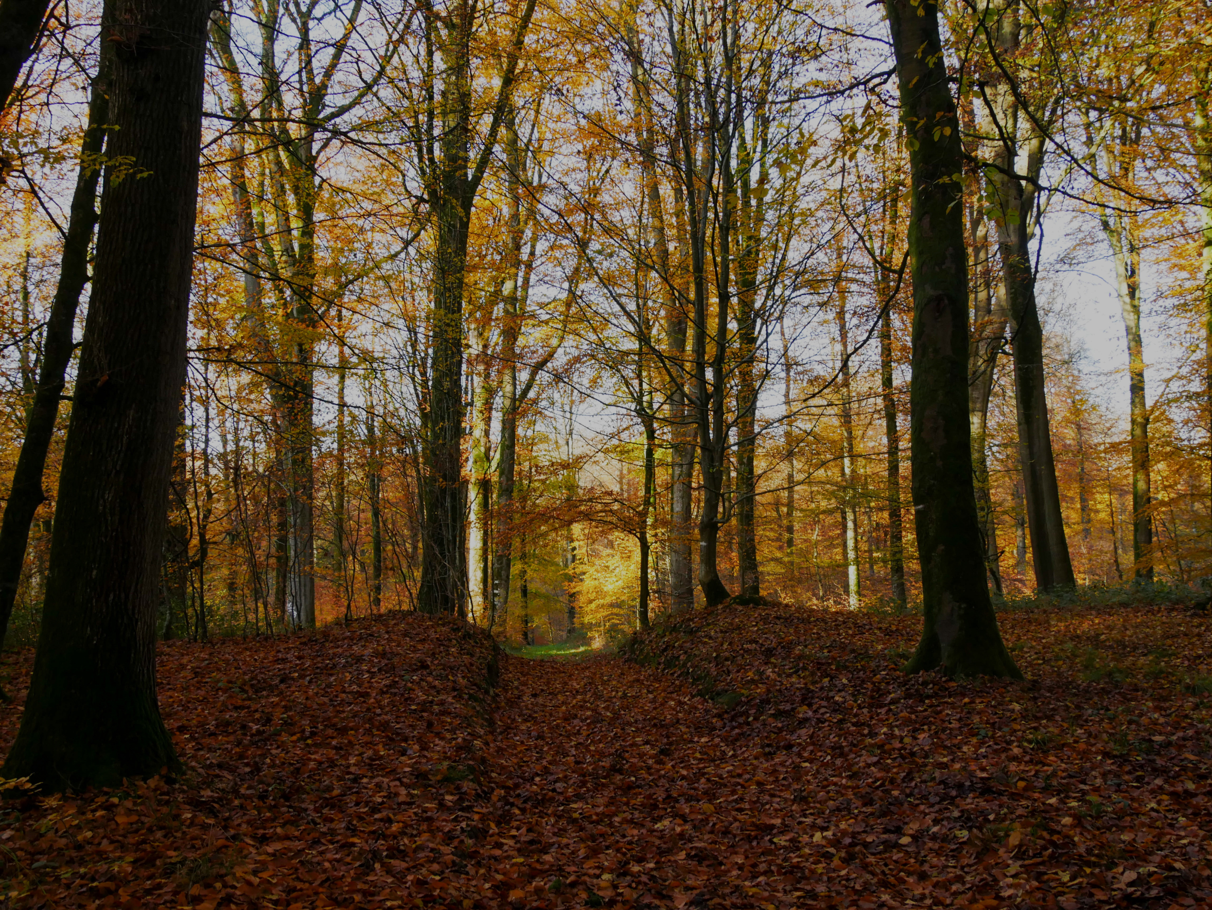 Forêt Hesdin 1 ©A.Chaput