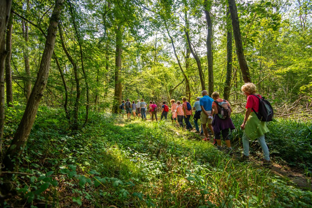 Rando en forêt de Desvres - OT Desvres Samer