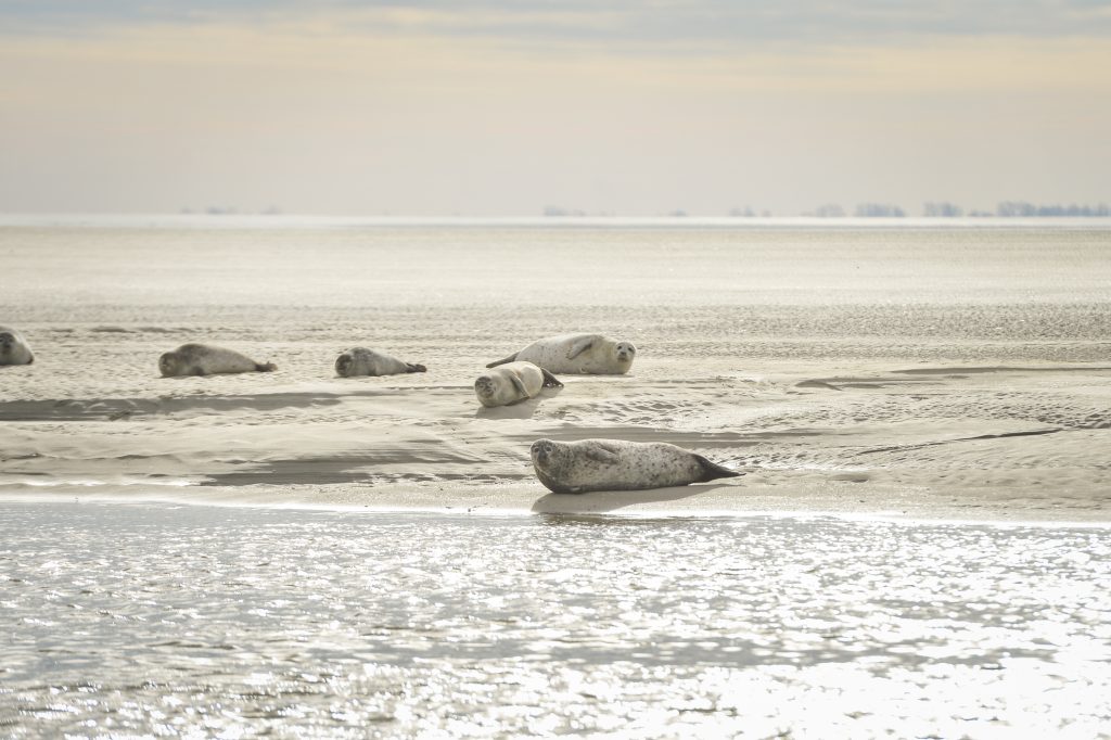 Baie d'Authie-phoques-hiver©Yannick cadart-CD62 (7)