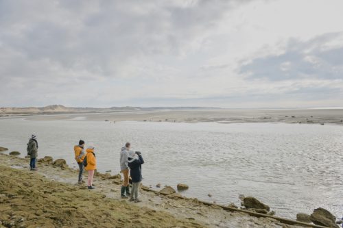 Baie d'Authie-phoques-hiver