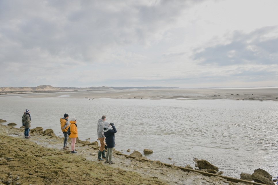 Baie d'Authie-phoques-hiver